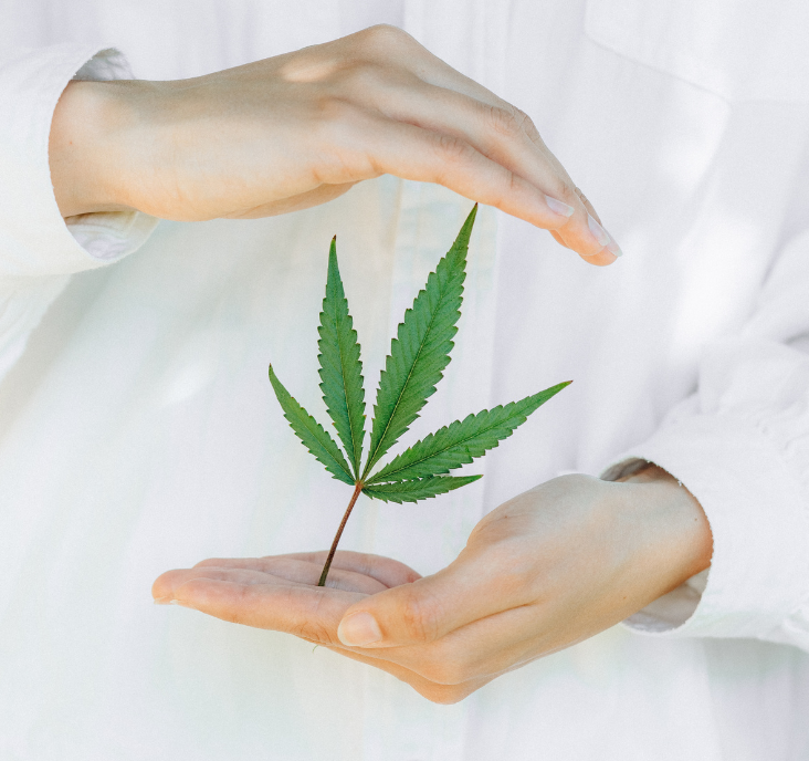 What doctors want women to know about cannabis and menopause